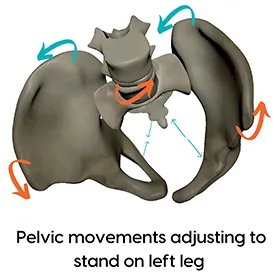 Pelvic Movement 1
