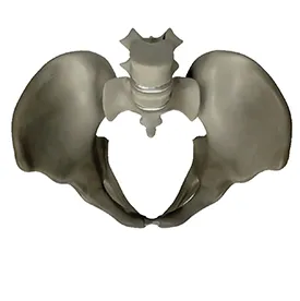 Pelvis