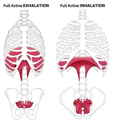 Diaphragm on inhale and exhale