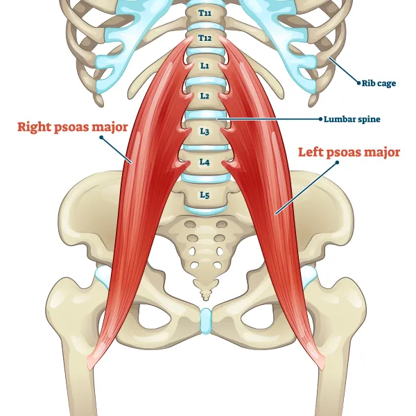 Diagram of lower back pain source